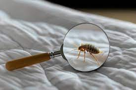 Bed Bugs Management