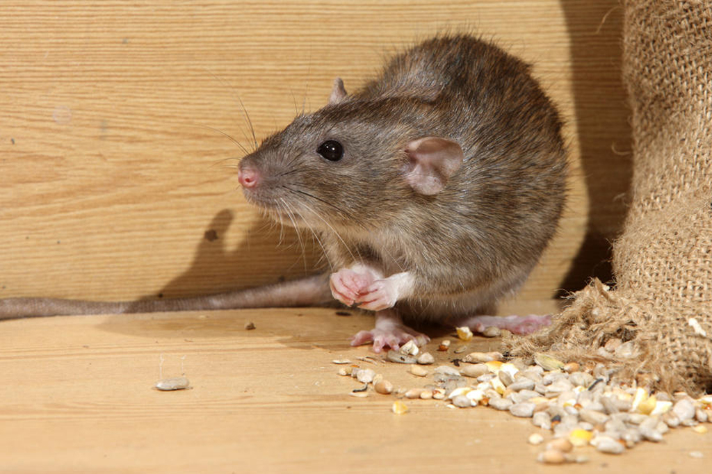 Rodent Management